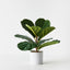 4 x Fiddle Leaf Plant