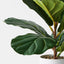 4 x Fiddle Leaf Plant