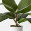 4 x Rubber Plant
