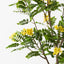 Cassia Glauca Tree