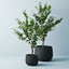 2 x Eucalyptus Silver Dollar Tree