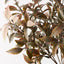 12 x Ruscus Bush