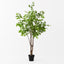 2 x Ficus Tree