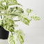 4 x Pothos Marble Queen Hanging Bush in Pot