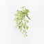6 x Pothos Marble Queen Hanging Bush