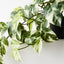 4 x Pothos Hanging Bush in Pot