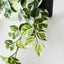 4 x Pothos Hanging Bush in Pot