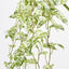 4 x Pothos Marble Queen Hanging Bush