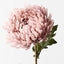 12 x Chrysanthemum