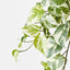6 x Pothos Hanging Bush