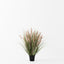 2 x Foxtail Grass Plant