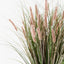 2 x Foxtail Grass Plant