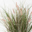 Foxtail Grass Plant