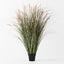 2 x Foxtail Grass Plant