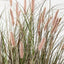 2 x Foxtail Grass Plant