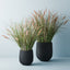 2 x Foxtail Grass Plant