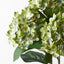 12 x Hydrangea Bush