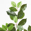 24 x Ficus Retusa Leaf Spray