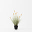 2 x Bunny Tail Grass Plant