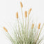 2 x Bunny Tail Grass Plant