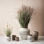 2 x Bunny Tail Grass Plant