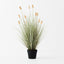 2 x Bunny Tail Grass Plant