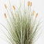 2 x Bunny Tail Grass Plant