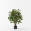 2 x Ficus Tree