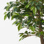2 x Ficus Tree