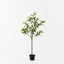 2 x Orange Blossom Tree