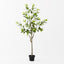 2 x Orange Blossom Tree