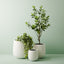 2 x Orange Blossom Tree