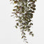 6 x Eucalyptus Hanging Bush