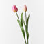 12 x Tulip Bud & Bloom (set/2)