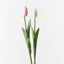 12 x Tulip Bud & Bloom (set/2)