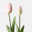 12 x Tulip Bud & Bloom (set/2)