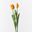 12 x Tulip Bud & Bloom (set/2)