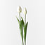 12 x Tulip Bud & Bloom (set/2)
