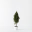 Tree Pine Cypress in pot