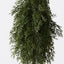 Tree Pine Cypress in pot
