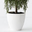 Tree Pine Cypress in pot