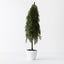 Tree Pine Cypress in pot