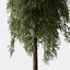Tree Pine Cypress in pot