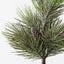 Tree Pine Jasper in pot