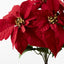 Poinsettia Bush x5