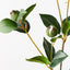 12 x Camellia Bud Spray
