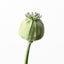 12 x Poppy Bud Spray