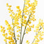 12 x Wattle Spray