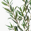6 x Olive Leaf Spray