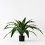 2 x Fern Birds Nest Plant